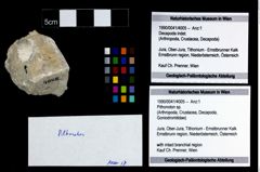 Foto (Objekt + Etikett) von Pithonoton sp.  (NHMW-GEO-1990-0041-4005)